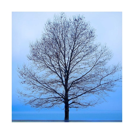 James McLoughlin 'November Tree' Canvas Art, 14x14